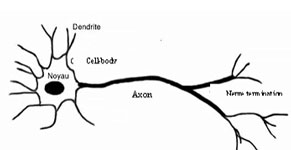 These common effects are explained by the solvation of body fats and the action of the solvent on nerve impulse conduction.